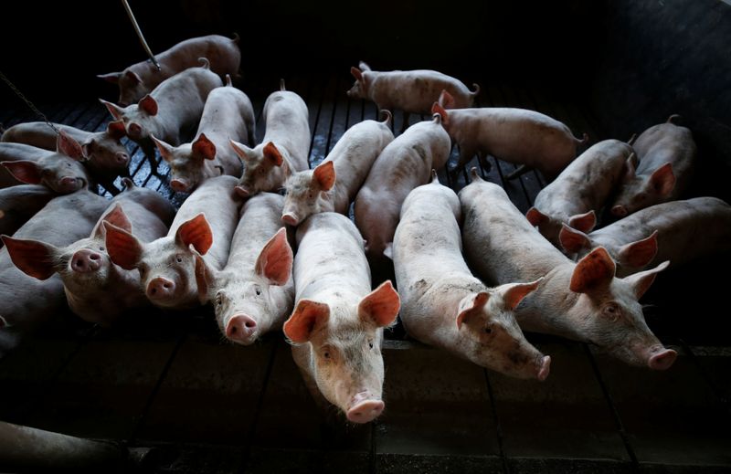 &copy; Reuters. Criação de suínos em Carambeí (PR) 
06/09/2018
REUTERS/Rodolfo Buhrer