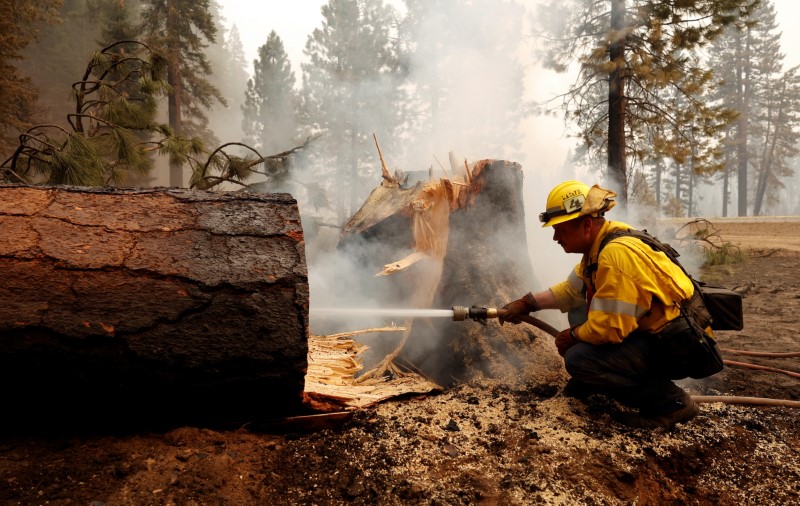 &copy; Reuters. Un bombero extingue el fuego en la base de un árbol para evitar la propagación del fuego del Incendio Dixie, cerca de Chester, California. EEUU, agosto 7 de  2021. REUTERS/Fred Greaves