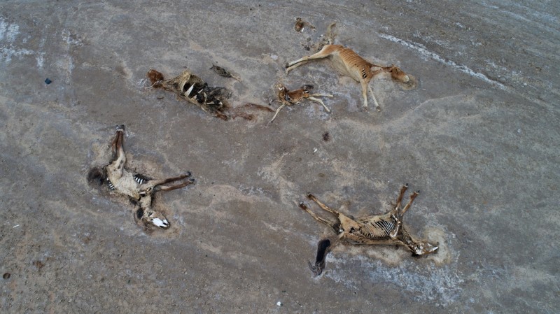 &copy; Reuters. Carcasses d'animaux durant une forte sécheresse dans la région de Manguistaou, au Kazakhstan. Le Groupe d'experts intergouvernemental sur l'évolution du climat (Giec) a publié lundi son premier rapport sur le climat en huit ans, qui a lancé un averti