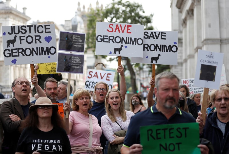 © Reuters. Protesters demonstrate against the ruling that Geronimo, an Alpaca believed to be carrying TB, has to be euthanised, in London, Britain, August 9, 2021.  REUTERS/Peter Nicholls