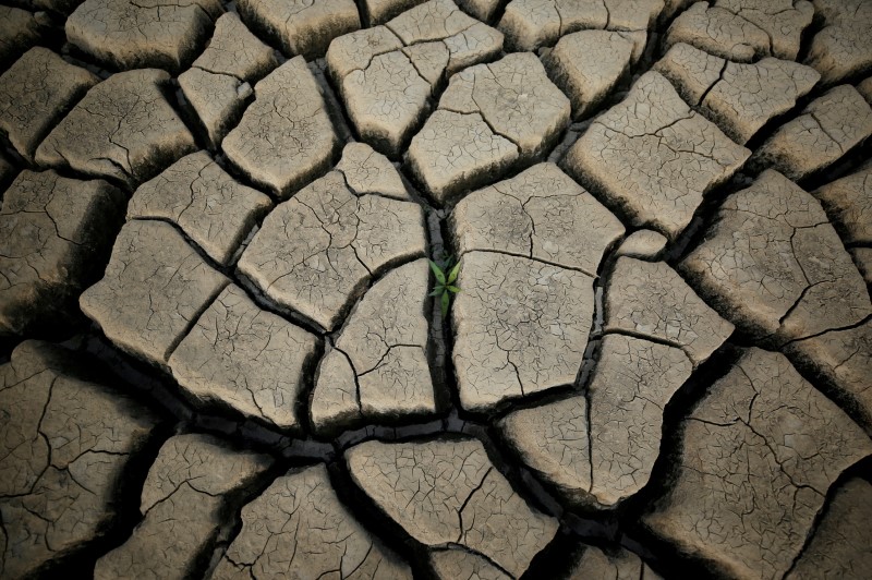 &copy; Reuters. FILE PHOTO: A plant grows between cracked mud in a normally submerged area at Theewaterskloof dam near Cape Town, South Africa, January 21, 2018. REUTERS/Mike Hutchings/File Photo