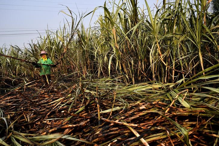 &copy; Reuters. A sugar cane farmer works on a burnt field, a practice which authorities banned to avoid smog, Suphan Buri province, north of Bangkok, Thailand, January 21, 2020. REUTERS/Chalinee Thirasupa