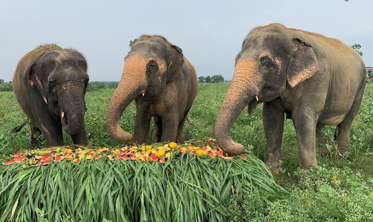 &copy; Reuters. Elefantes rescatados comen fruta y verdura en el Centro de Conservación y Cuidado de Wildlife SOS antes del Día Mundial del Elefante en la localidad de Mathura, India. 8 agosto 2021. REUTERS/Sunil Kataria