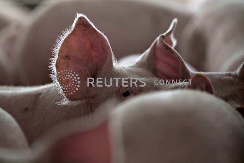 &copy; Reuters. Porcos na fazenda Duncan, em Polo, Illinois, EUA. 
09/04/2018 
REUTERS/Daniel Acker     