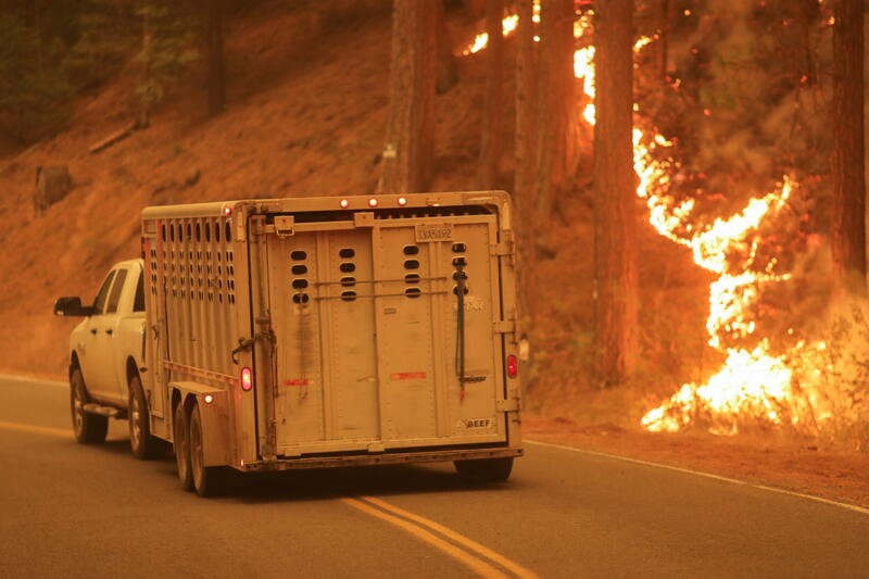 &copy; Reuters. 　８月１１日、大規模な山火事が１カ月近くにわたって続いている米カリフォルニア州北部で、新たに５５０軒の住宅が焼失した。写真は山火事の横を抜けて農場の動物を移送する車。カリ