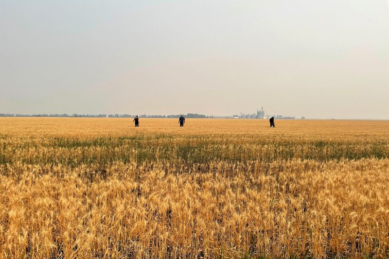 © Reuters. Lavoura de trigo afetada pela seca em Grandin, Dakota do Norte (EUA) 
29/07/2021
REUTERS/Karl Plume