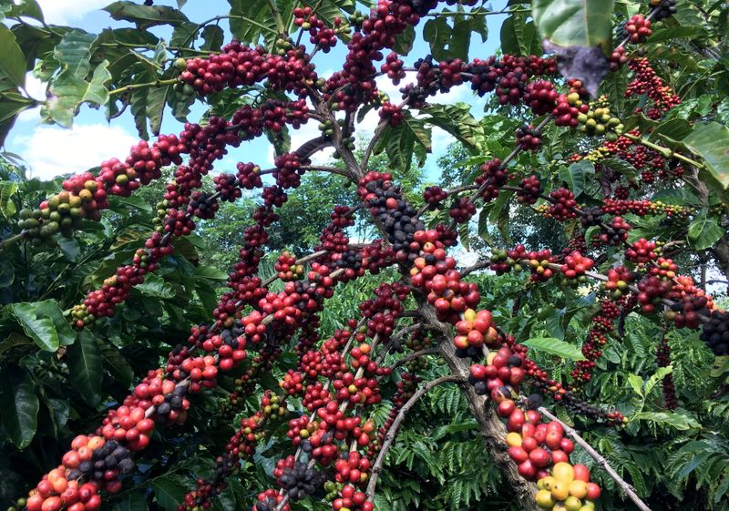 &copy; Reuters. The robusta coffee fruits are seen in Sao Gabriel da Palha, Espirito Santo state, Brazil May 2, 2018. Picture taken May 2, 2018. REUTERS/Jose Roberto Gomes