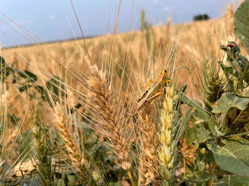 &copy; Reuters. Lavoura de trigo afetada pela seca em Bowdon, Dakota do Norte (EUA) 
28/07/2021
REUTERS/Karl Plume