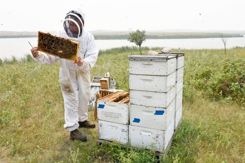 &copy; Reuters. John Miller, owner of Miller Honey Farms, inspects one of his bee colonies in Gackle, North Dakota, U.S. July 30, 2021.  Drought-weakened bee colonies are producing a small honey crop in North Dakota, a major U.S. honey producer. REUTERS/Dan Koeck