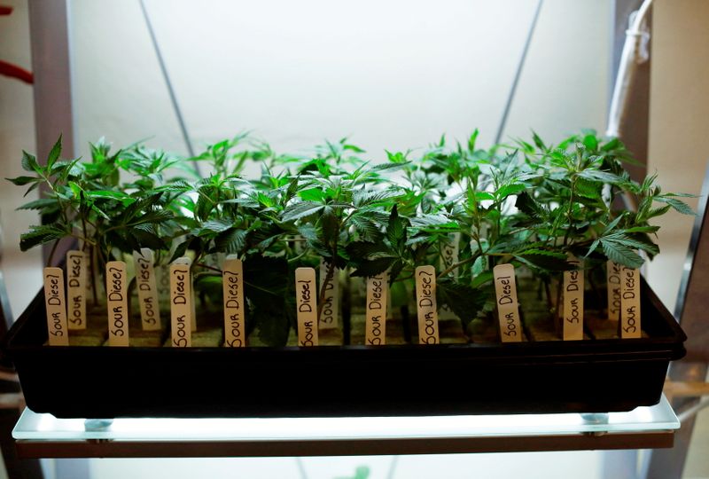 &copy; Reuters. FILE PHOTO: Clones of medicinal marijuana plants are pictured at Los Angeles Patients & Caregivers Group dispensary in West Hollywood, California U.S., October 18, 2016. Picture taken October 18, 2016.  REUTERS/Mario Anzuoni/File Photo