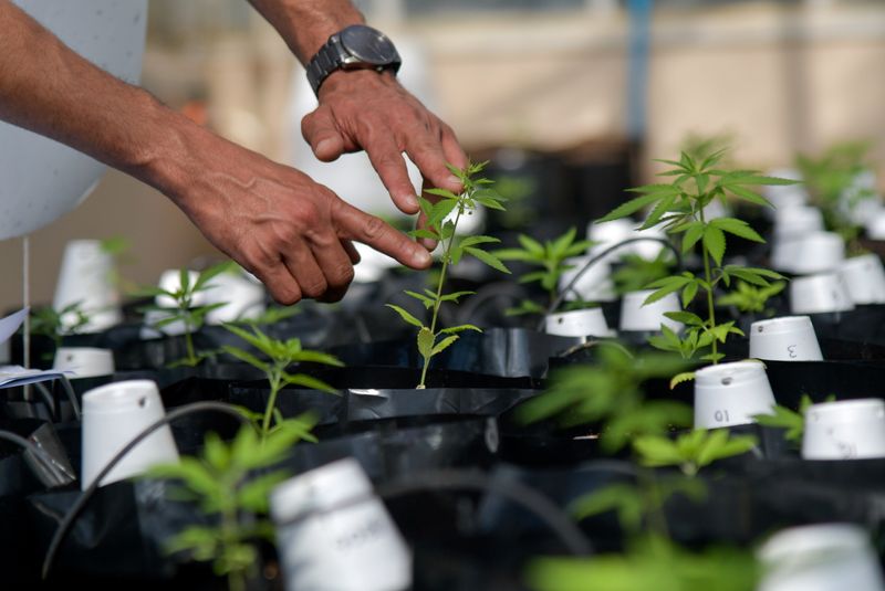 &copy; Reuters. Agronomist Engineer Sergio Rocha, 36, Executive Director of the cannabis cultivation for research and cultivation project, works inside of a greenhouse at the Federal University of Vicosa, Minas Gerais state, Brazil, August 18, 2021. Picture taken August 