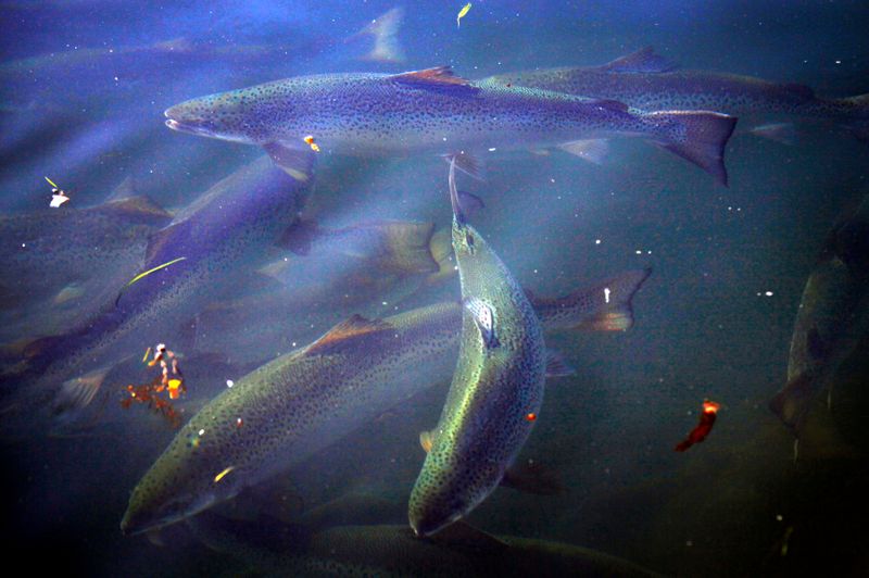 &copy; Reuters. Criação de salmão da Huon Aquaculture
2/07/2014
REUTERS/David Gray