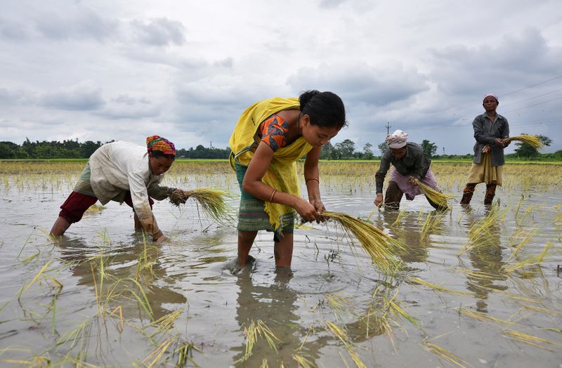 &copy; Reuters. Mulheres plantando mudas de arroz em campo em Assam, na Índia. 
03/07/2018 
REUTERS/Anuwar Hazarika