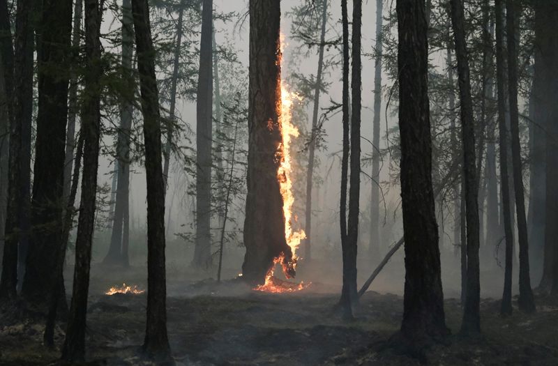© Reuters. A tree burns during a wildfire near the village of Taastaakh in the region of Yakutia, Russia August 11, 2021. Picture taken August 11, 2021. REUTERS/Alexander Reshetnikov