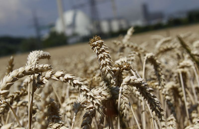 &copy; Reuters. Campo de trigo no sudoeste da Alemanha. 
05/07/2011  
REUTERS/Kai Pfaffenbach