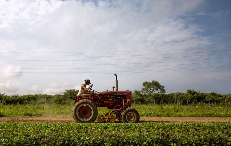 &copy; Reuters. FILE PHOTO: Farmer Isabel Milligan drives a tractor as she weeds and transplants crops on the farm in Amagansett, New York, U.S., July 11, 2019. Picture taken July 11, 2019.   REUTERS/Lindsay Morris/File Photo