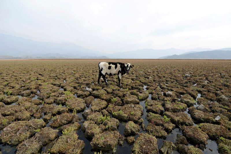 &copy; Reuters. Foto de archivo ilustrativa de una vaca en una zona que solía tener agua, en la Laguna de Aculeo, en Chile. 
May 14, 2018. REUTERS/Matias Delacroix/ 
