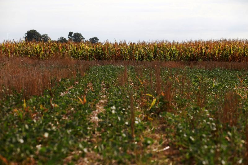 &copy; Reuters. Plantação de soja e de milho em fazenda próximo a Chivilcoy, na Argentina. 
28/02/2018 
REUTERS/Martin Acosta