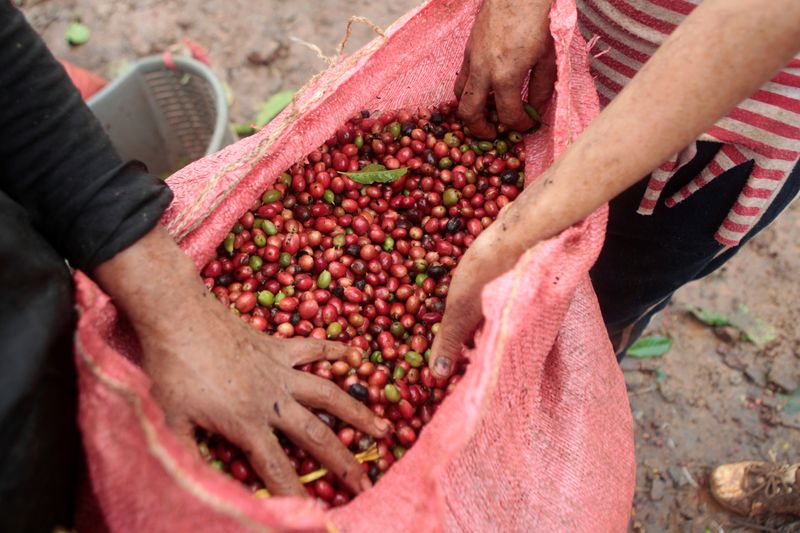 &copy; Reuters. Workers show recently harvested robusta coffee fruits at a plantation in Nueva Guinea, Nicaragua December 29, 2017. Picture taken December 29, 2017. REUTERS/Oswaldo Rivas