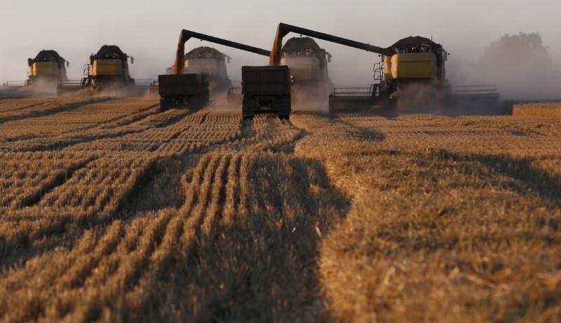 &copy; Reuters. IMAGEN DE ARCHIVO: Cosechadoras trabajan en un campo de trigo de la empresa agrícola Solgonskoye cerca de la aldea de Talniki, al suroeste de la ciudad siberiana de Krasnoyarsk, Rusia, 27 de agosto de 2015. REUTERS/Ilya Naymushin