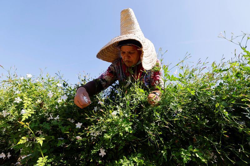 &copy; Reuters. Colhedora em plantação de jasmim em Pegomas, perto de Grasse, no sul da França
26/08/2021
REUTERS/Eric Gaillard