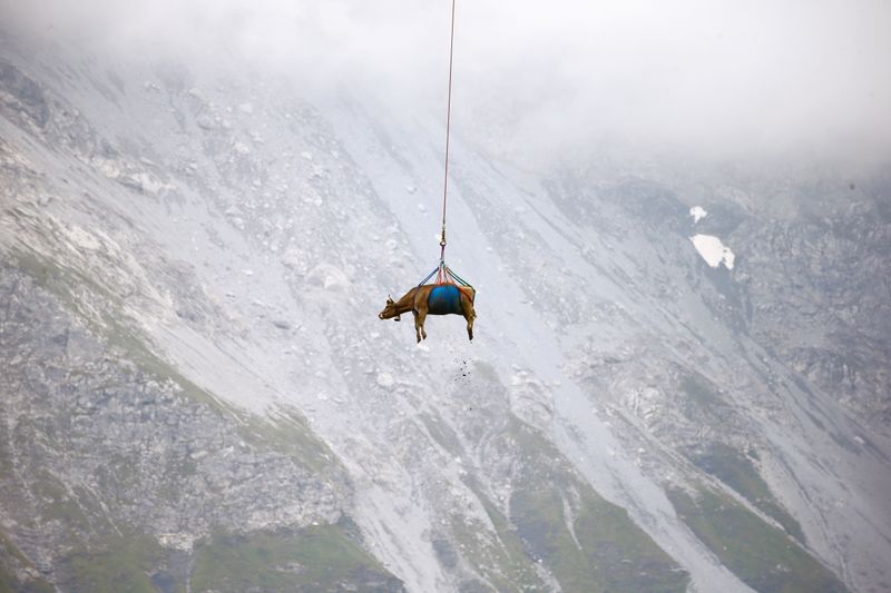 &copy; Reuters. Vacas são transportadas de helicóptero perto de Klausenpass, na Suíça
27/08/2021 REUTERS/Arnd Wiegmann