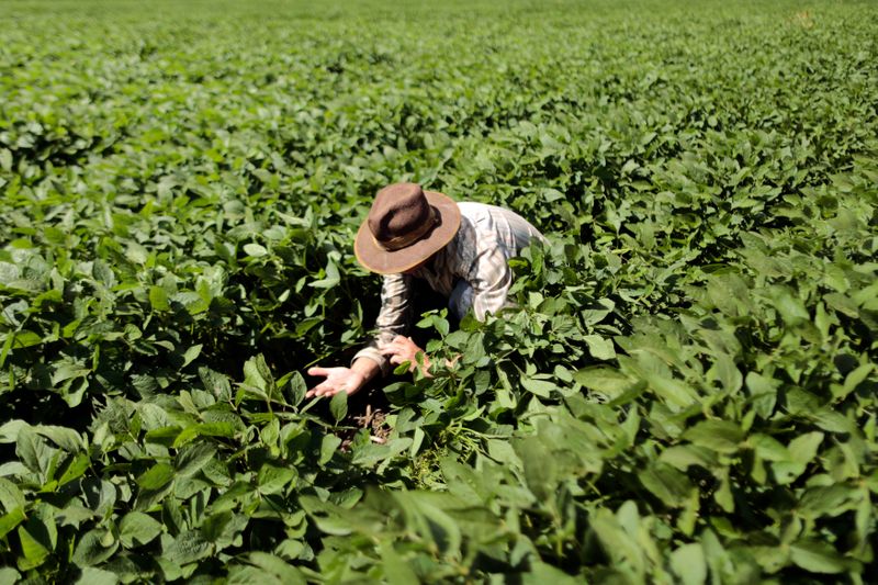 &copy; Reuters. Agricultor checa lavoura de soja em Barreiras (BA) 
06/02/2014
REUTERS/Ueslei Marcelino