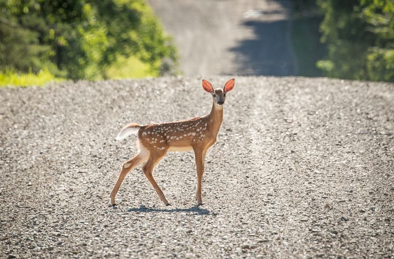 © Reuters. FILE PHOTO: A deer crosses a dirt road in New Albion, New York, U.S. July 20, 2020. Picture taken July 20, 2020. REUTERS/Brendan McDermid/File Photo