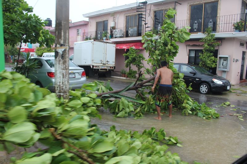 &copy; Reuters. شجرة سقطت في أحد الشوارع مع وصول الإعصار نورا إلى ساحل جنوب غرب المكسيك في ولاية كوليما يوم السبت. تصوير: جيسوس لوزويا - رويترز (يحظر إعادة بي