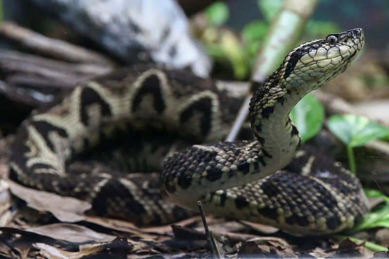 &copy; Reuters. A jararacussu snake, whose venom is used in a study against the coronavirus disease (COVID-19), is seen at Butantan Institute in Sao Paulo, Brazil August 27, 2021. Picture taken August 27, 2021. REUTERS/Carla Carniel