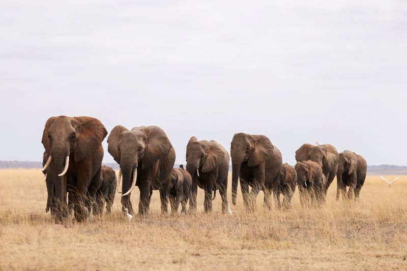 &copy; Reuters. Cinq espèces emblématiques du Kenya, dont le rhinocéros noir, sont en danger critique d'extinction et neuf autres, parmi lesquelles le lion, l'éléphant et le guépard, sont menacés d'extinction par la croissance démographique et l'expansion des act