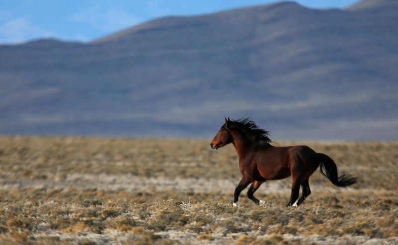 &copy; Reuters. FILE PHOTO: A wild horse gallops across a range as the Bureau of Land Management (BLM) gathers horses along Highway 21 near the Sulphur Herd Management Area south of Garrison, Utah, February 25, 2015. REUTERS/Jim Urquhart