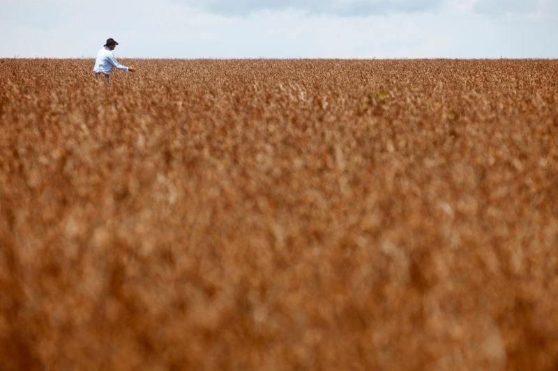 &copy; Reuters. Imagen de archivo de un agricultor caminando por una plantación de soja en la localidad de Tangara da Serra, Cuiabá, Brasil. 27 marzo 2012. REUTERS/Paulo Whitaker