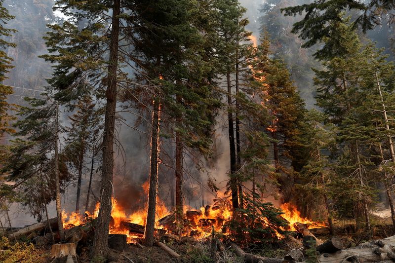© Reuters. The Caldor Fire burns near Twin Bridges, California, U.S., September 1, 2021. REUTERS/Fred Greaves