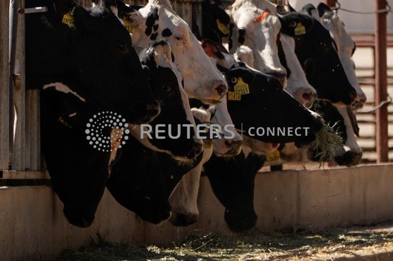 © Reuters. Vacas da raça holandesa são alimentadas em uma fazenda da Califórnia, Estados Unidos
02/10/2019
REUTERS/Mike Blake