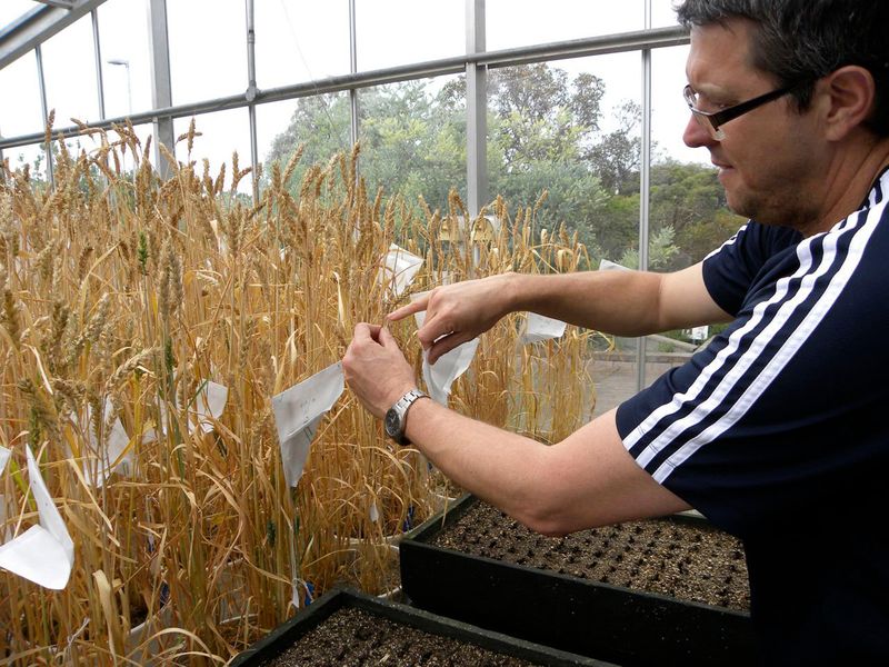 © Reuters. Especialista em trigo checa amostras do cereal em Canberra, Austrália 
08/03/2011
REUTERS/David Fogarty 