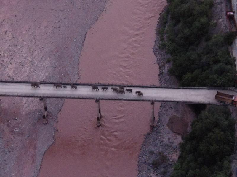 © Reuters. Manada de elefantes atravessa ponte sobre o rio Yuanjiang, na China 
08/08/2021
China Daily via REUTERS 