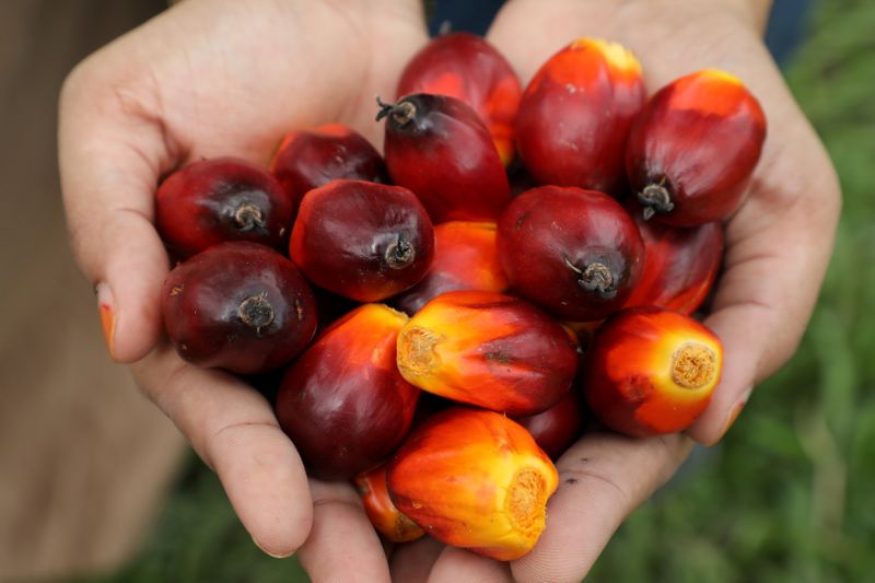 &copy; Reuters. FILE PHOTO: A Sime Darby Plantation worker shows palm oil fruits at a plantation in Pulau Carey, Malaysia, January 31, 2020. REUTERS/Lim Huey Teng/File Photo