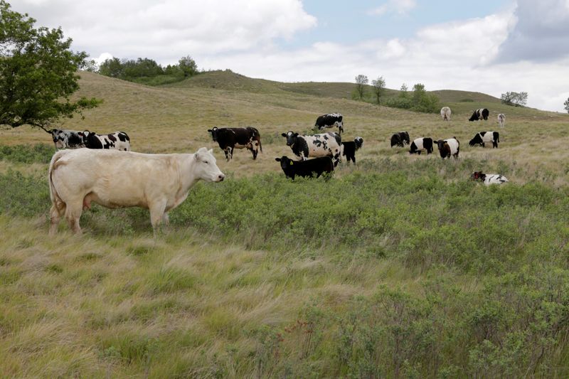 &copy; Reuters. FILE PHOTO: Cattle graze on a pasture affected by the recent drought on a farm near Fairy Hill, Saskatchewan, Canada, June 25, 2019. REUTERS/Valerie Zink