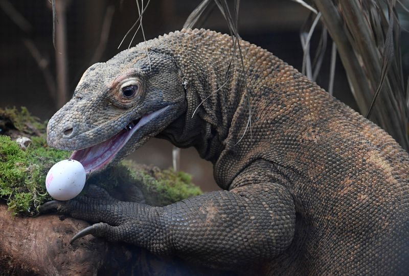 &copy; Reuters. Foto de archivo ilustrativa de un dragón de Komodo en el zoológico de Londres. 
Mar 29, 2018.  REUTERS/Toby Melville