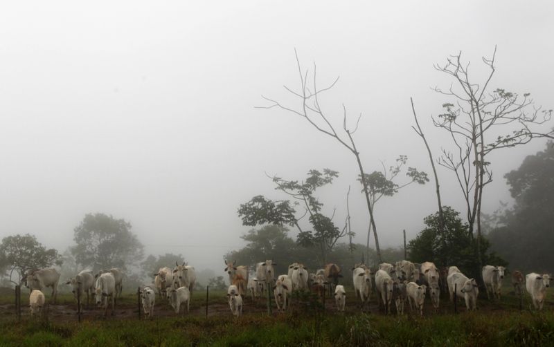 &copy; Reuters. Cattle are seen on a farm with fog in the city of Chapada dos Guimaraes, in the central Brazilian state of Mato Grosso February 8, 2013.  REUTERS/Paulo Whitaker 