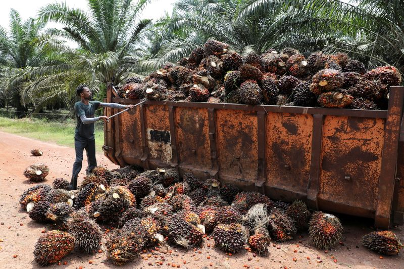 &copy; Reuters. A worker loads palm oil fruit bunches at an oil palm plantation in Slim River, Malaysia August 12, 2021. REUTERS/Lim Huey Teng