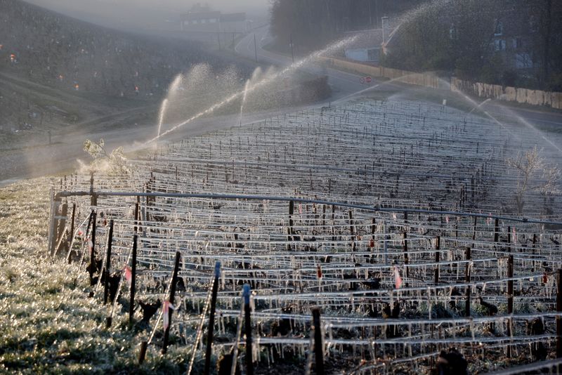 &copy; Reuters. 　９月７日、フランス農業省は、今年の国内ワイン生産量が前年比２９％減の３３億３０００万リットルに落ち込み、集計開始以来で最低になるとの見通しを示した。霜から守るために放水