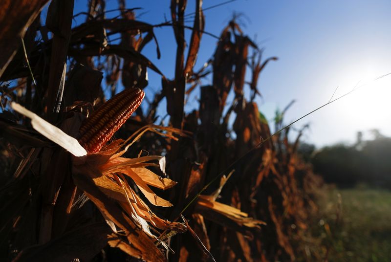 &copy; Reuters. Foto de archivo - Plantas de maíz en un campo cerca de Pergamino, en la provincia de Buenos Aires, Argentina. Apr 27, 2021. REUTERS/Agustin Marcarian