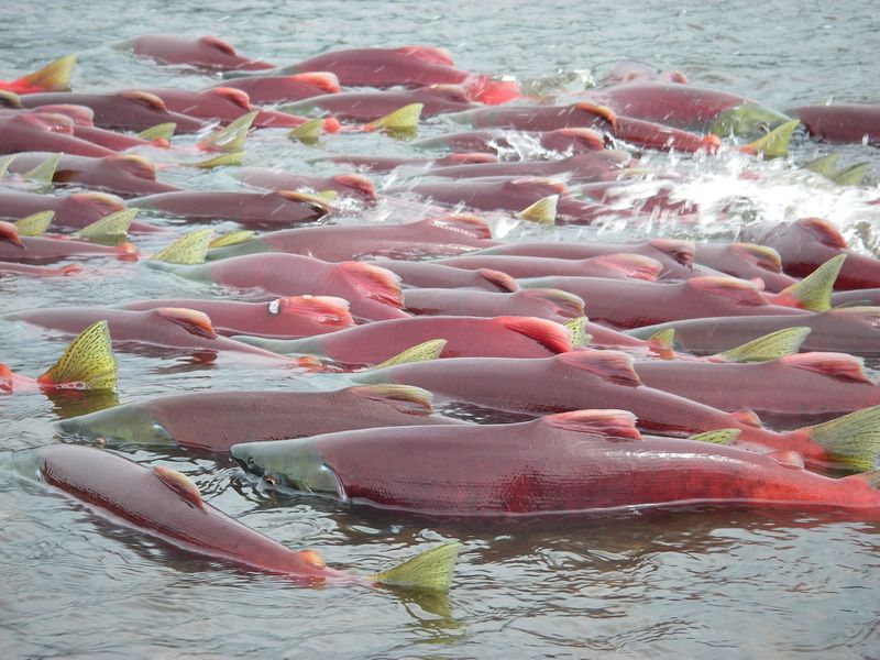 &copy; Reuters. FILE PHOTO: Sockeye salmon are seen in Bristol Bay, Alaska, in an undated handout picture provided by the Environmental Protection Agency (EPA). REUTERS/Environmental Protection Agency/Handout via Reuters 