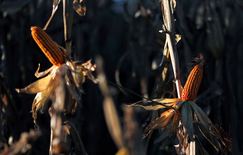 Bolsa ve una cosecha favorable de maíz argentino a expensas de la soja;  Levanta la cosecha de trigo