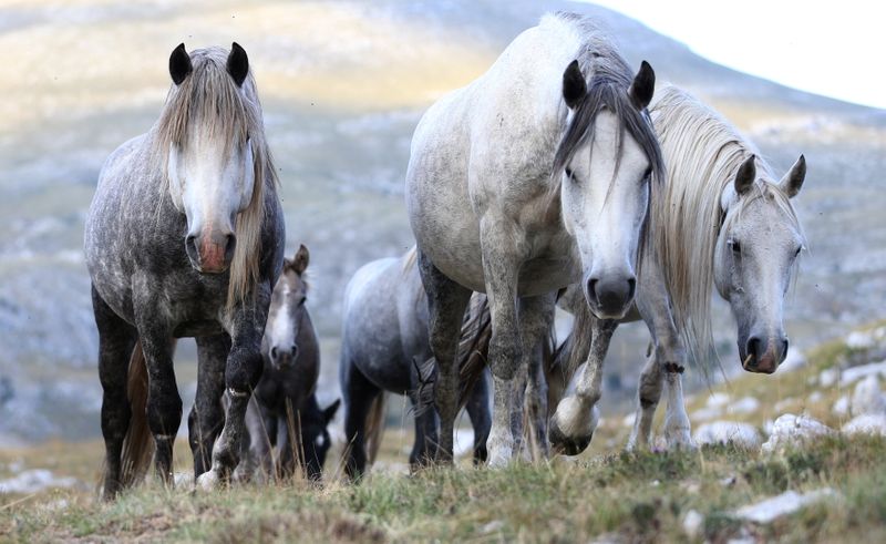 &copy; Reuters. Foto de caballos salvajes en Cincar, cerca de la localidad de Livno, en Bosnia 
Sept 13, 2021. REUTERS/Dado Ruvic
