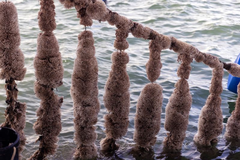 &copy; Reuters. Dropper lines full of destroyed mussels due to high temperatures this summer are covered in tubeworms at a mussel farm in the Thermaic Gulf, Greece, September 15, 2021. REUTERS/Alkis Konstantinidis