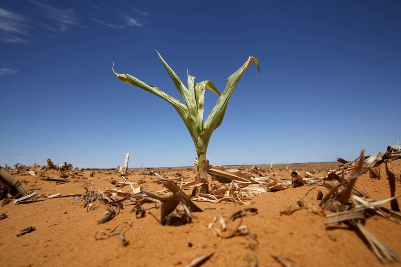 &copy; Reuters. FILE PHOTO: A maize plant is seen among other dried maize at a field in Hoopstad, a maize-producing district in the Free State province, South Africa, January 13, 2016. REUTERS/Siphiwe Sibeko
