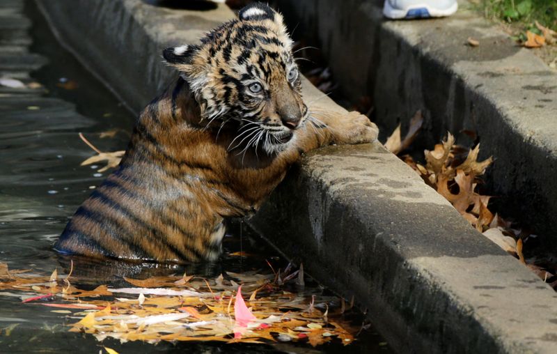 &copy; Reuters. FILE PHOTO: Male Sumatran tiger cub Bandar crawls out of a moat at the Smithsonian National Zoo during a swim test for the animal in Washington November 6, 2013. REUTERS/Gary Cameron 
